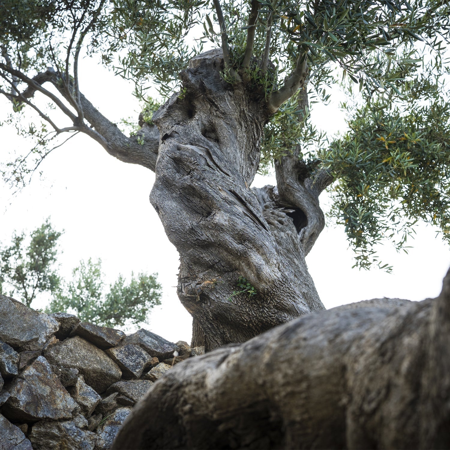 Il fascino degli ulivi millenari e il pregiato olio che ne deriva!